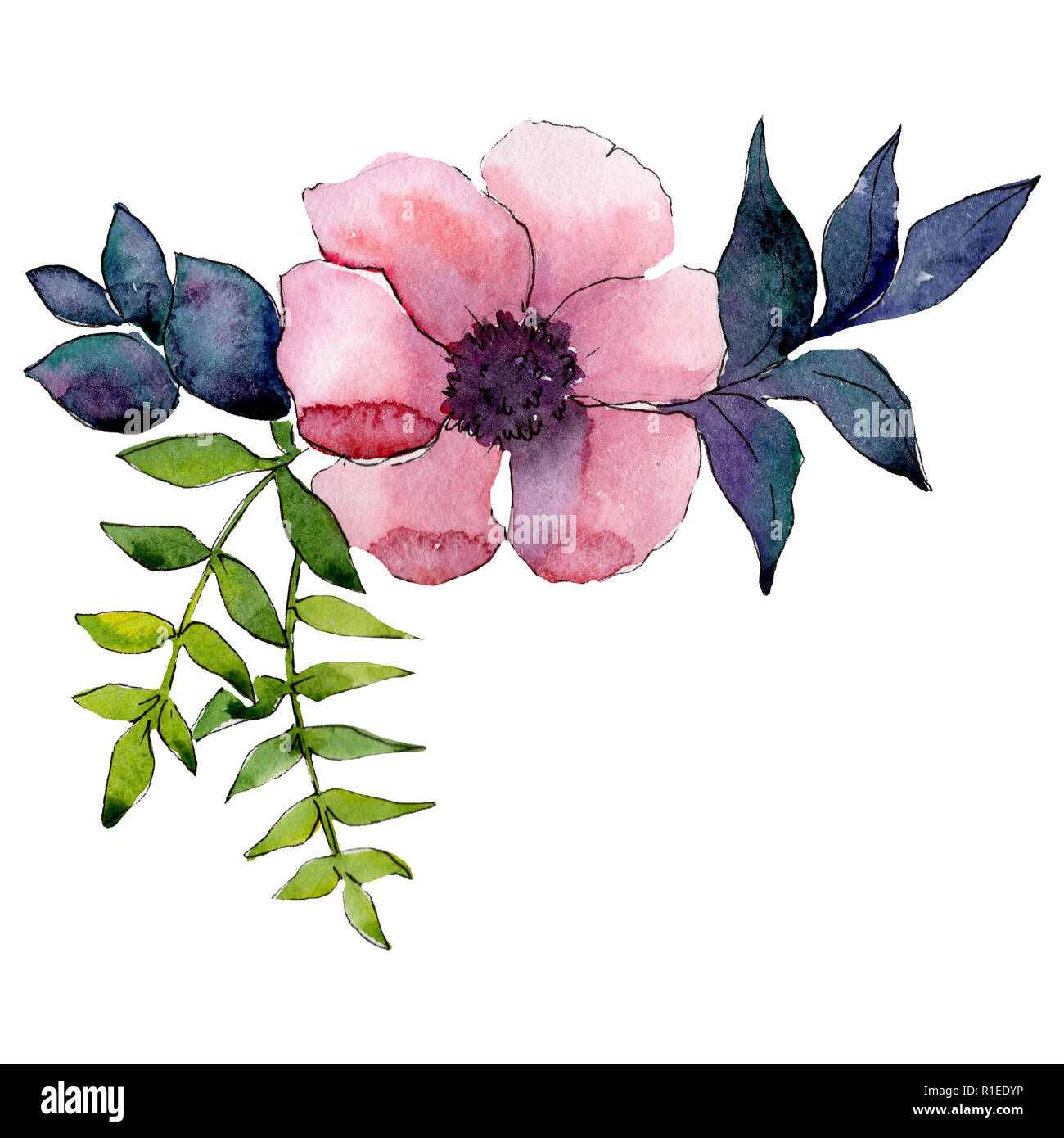 Pink flower. Floral botanical flower. Isolated bouquet composition ...