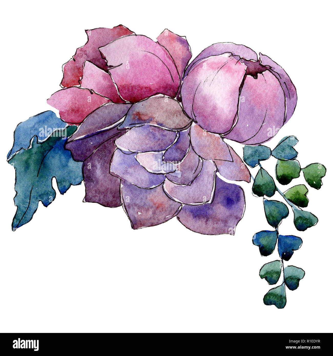 Pink flowers. Floral botanical flower. Isolated bouquet composition ...