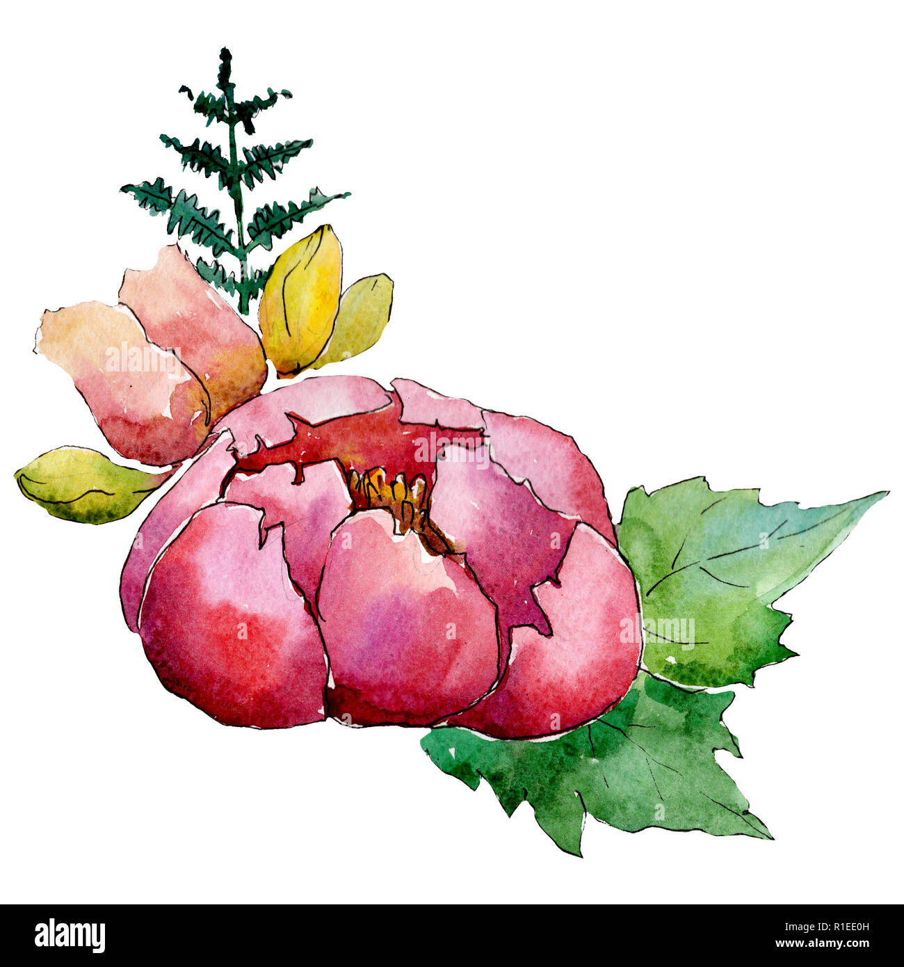 Pink flowers. Floral botanical flower. Isolated bouquet composition ...