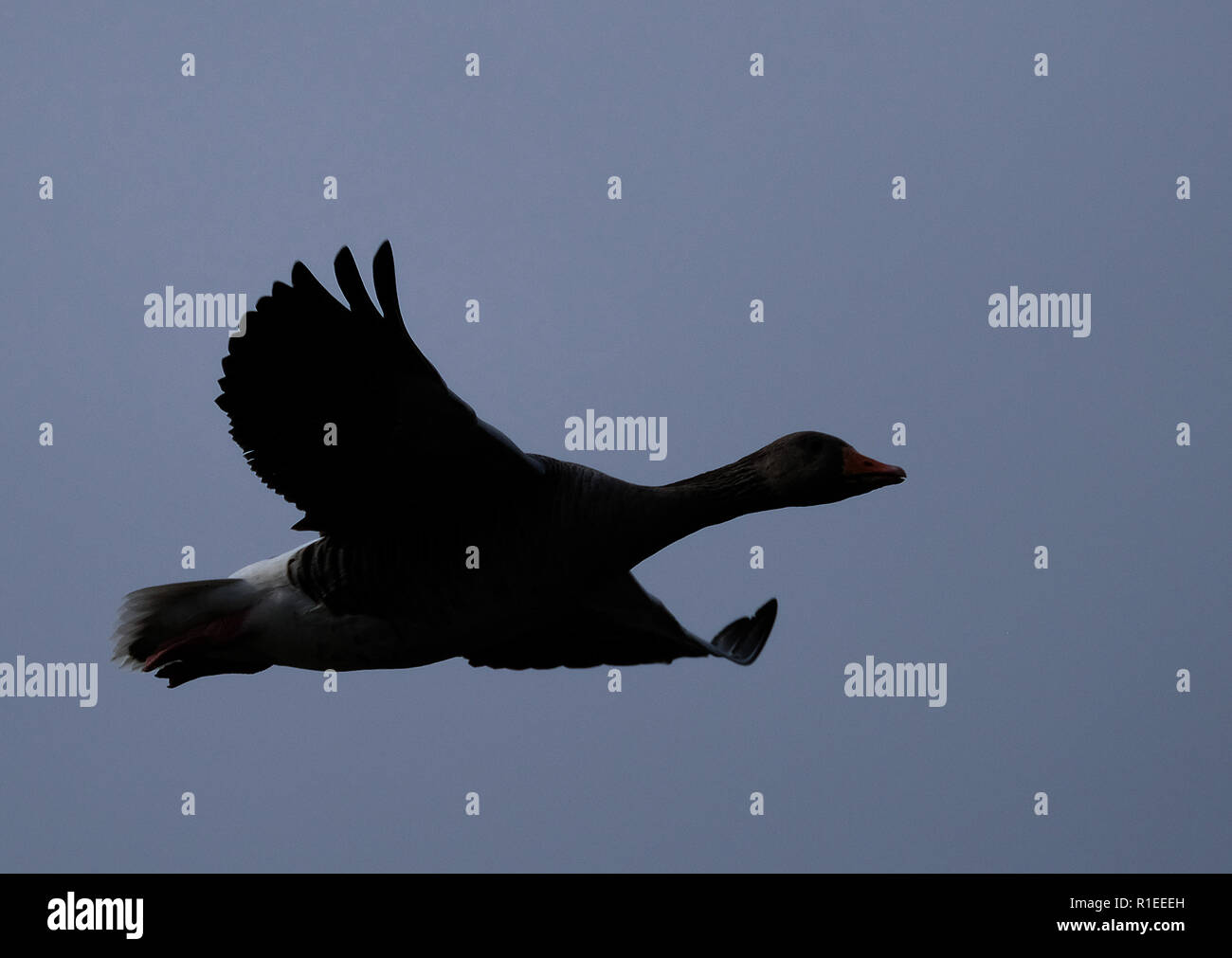 Wild Canada and Greylag geese in the UK. Stock Photo