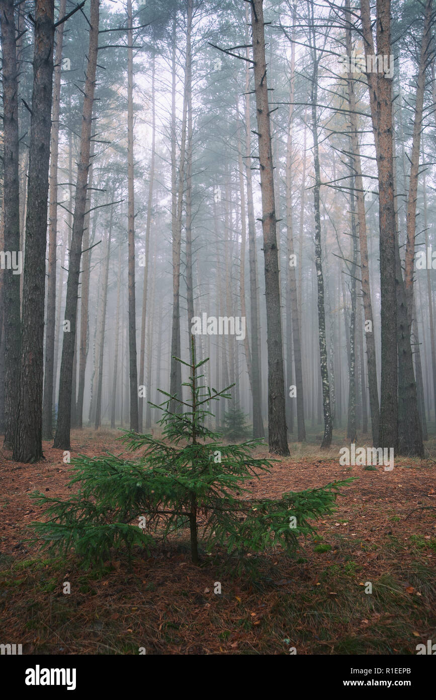 Little Spruce Among Pines In The Foggy Forest Natural Background Stock Photo Alamy