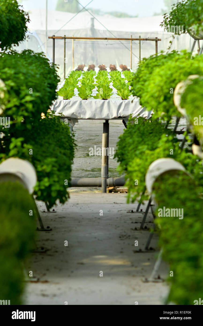 organic vertical farming Stock Photo