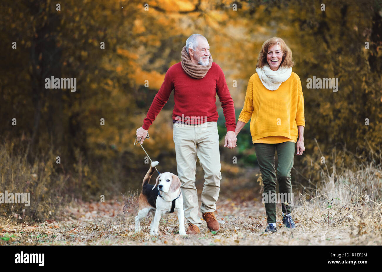 A senior couple with a dog on a walk in an autumn nature Stock Photo ...