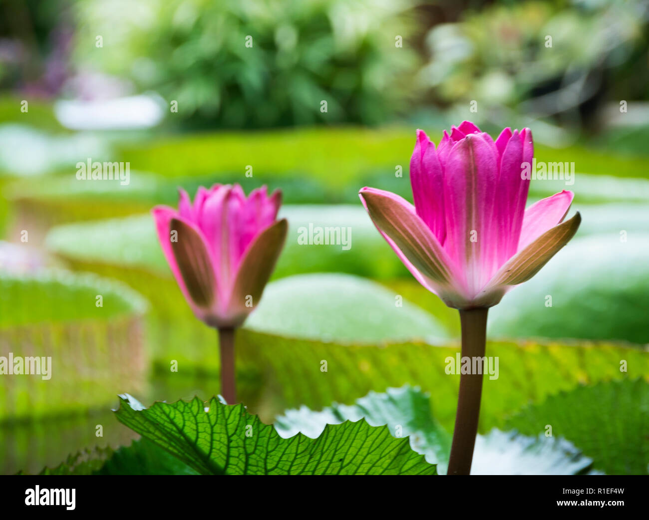 Vibrant pink water lilies flowering inside the greenhouses of the