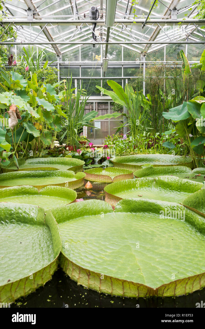 Giant round floating leaves of the water lilies in the greenhouses at the Botanic Gardens in Bristol Stock Photo