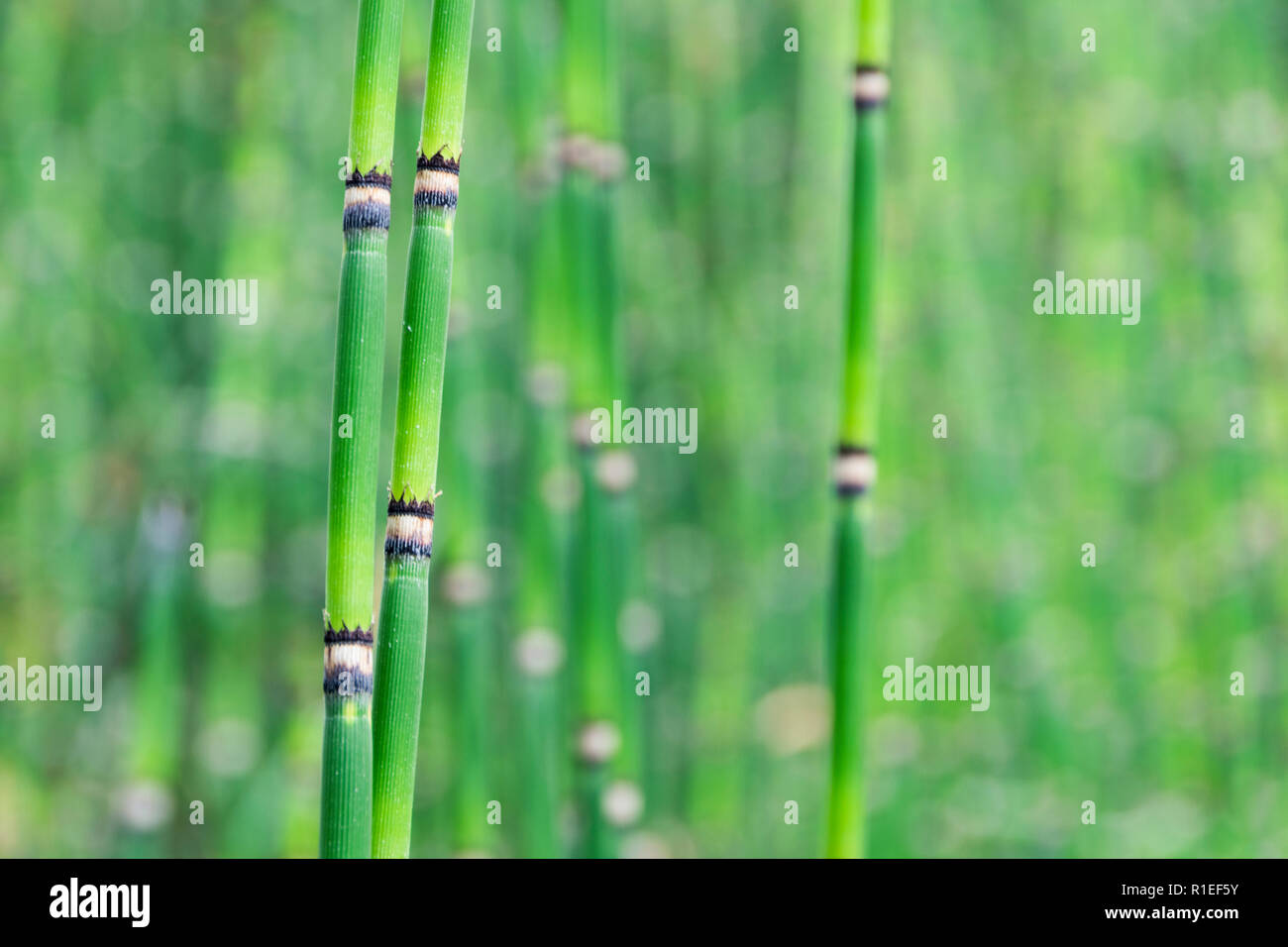 Tall bamboo growth hires stock photography and images Alamy