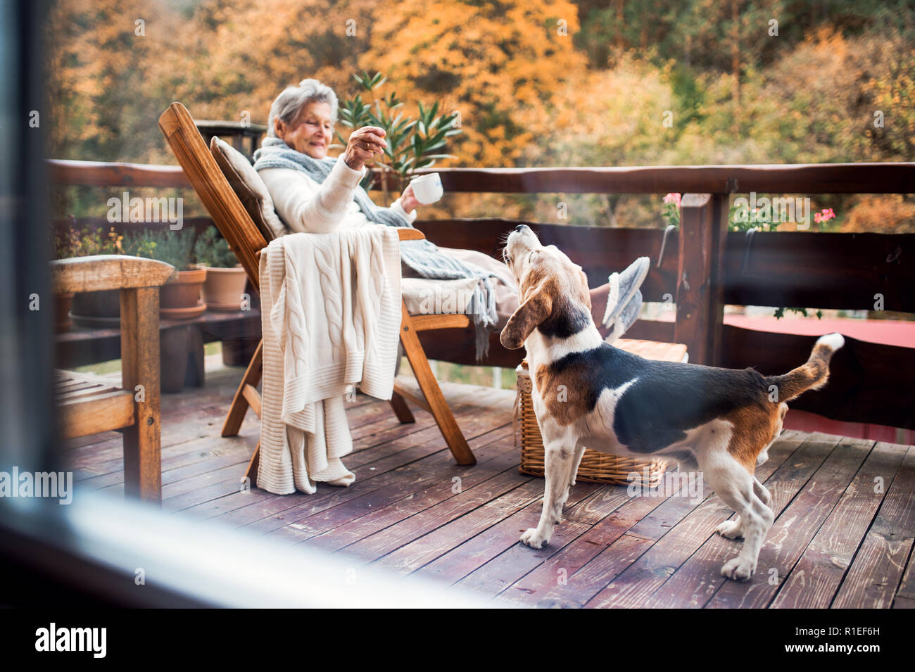 An elderly woman with a dog sitting outdoors on a terrace on a sunny day in autumn. Stock Photo