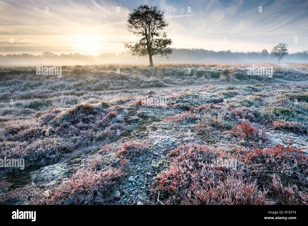 frosty misty sunrise over meadow with tree and heather Stock Photo - Alamy