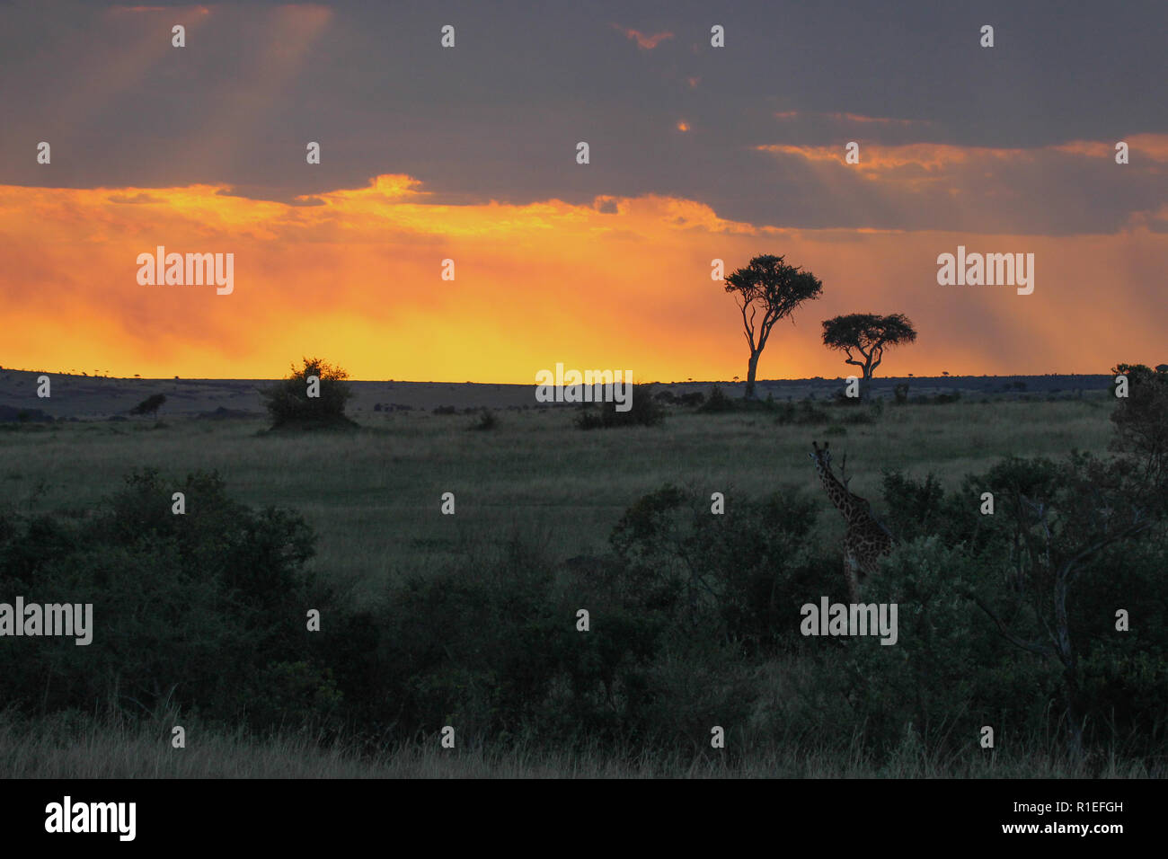 Masai mara sunset hi-res stock photography and images - Alamy