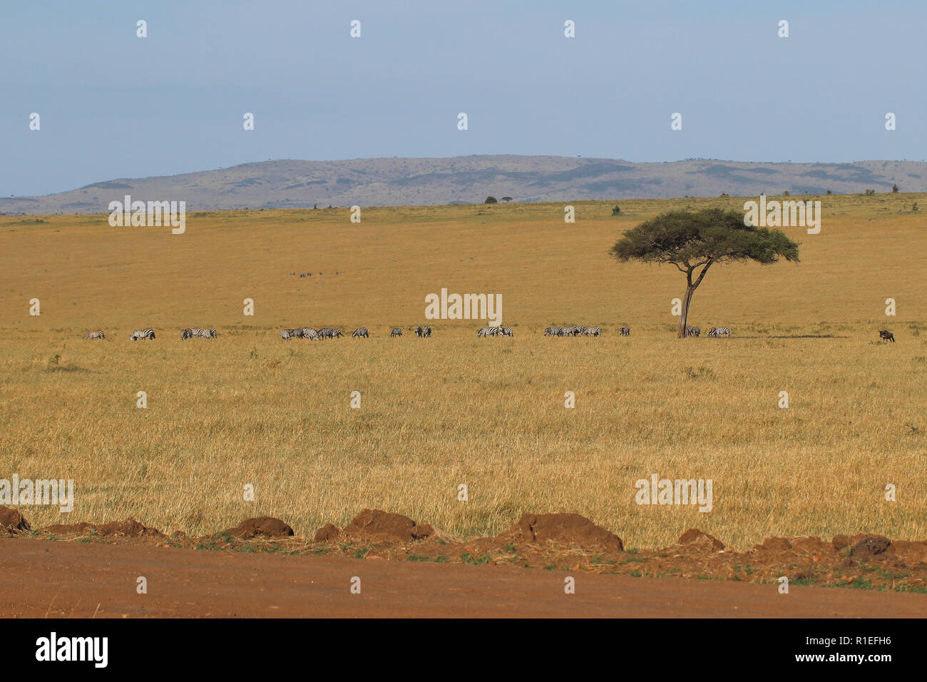 The Great Migration, Kenya Stock Photo