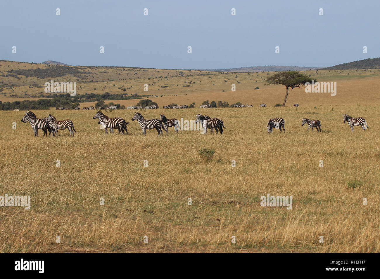 The Great Migration, Kenya Stock Photo