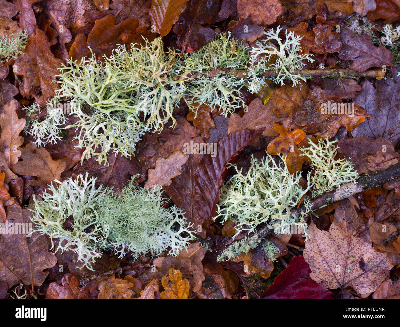 Fallen lichen on the New Forest floor Stock Photo