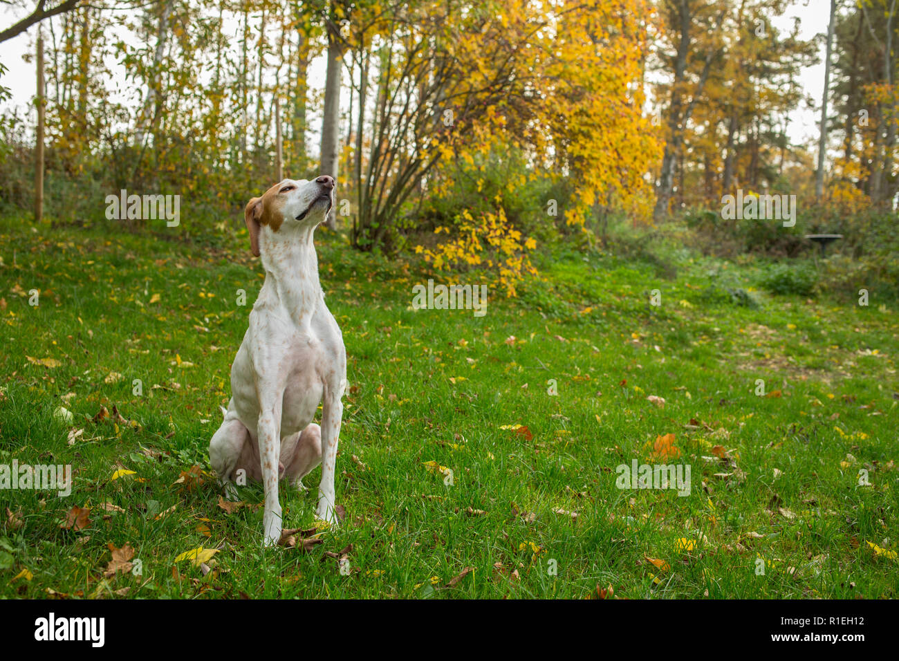 English pointer dog dogs hires stock photography and images Alamy