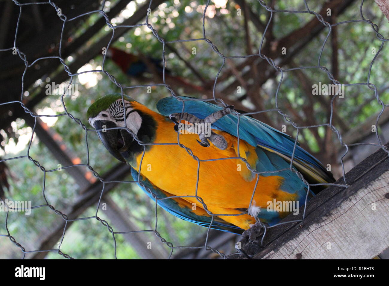 Rescued Macaw, Iquitos Peru Stock Photo