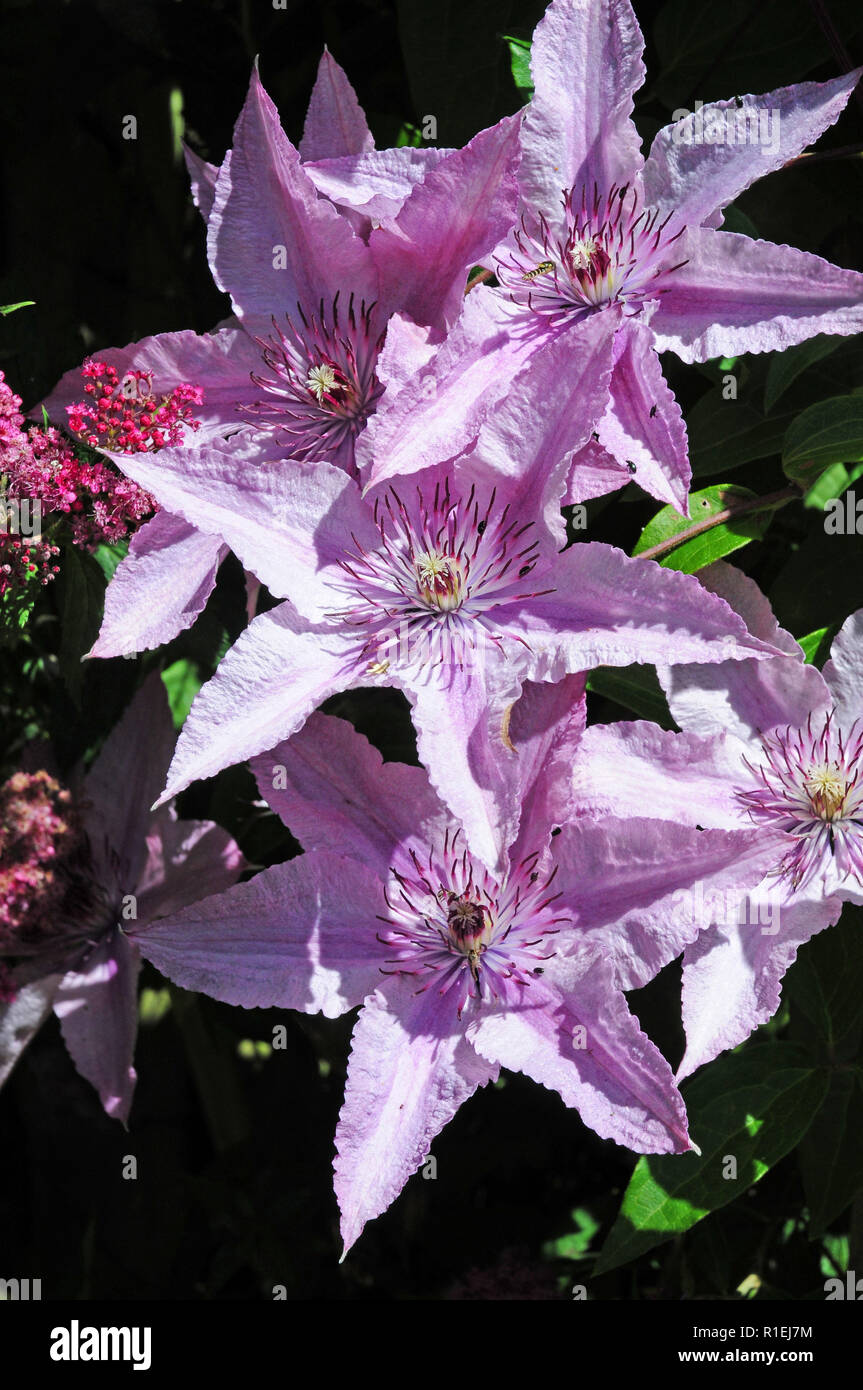 Clematis Hagley Hybrid in bloom Stock Photo