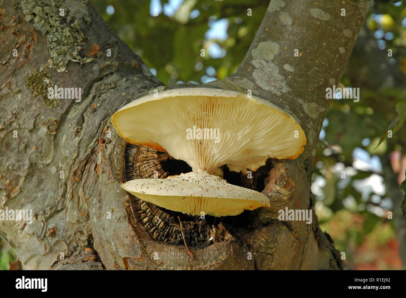Fungus growing on an old apple tree. Stock Photo