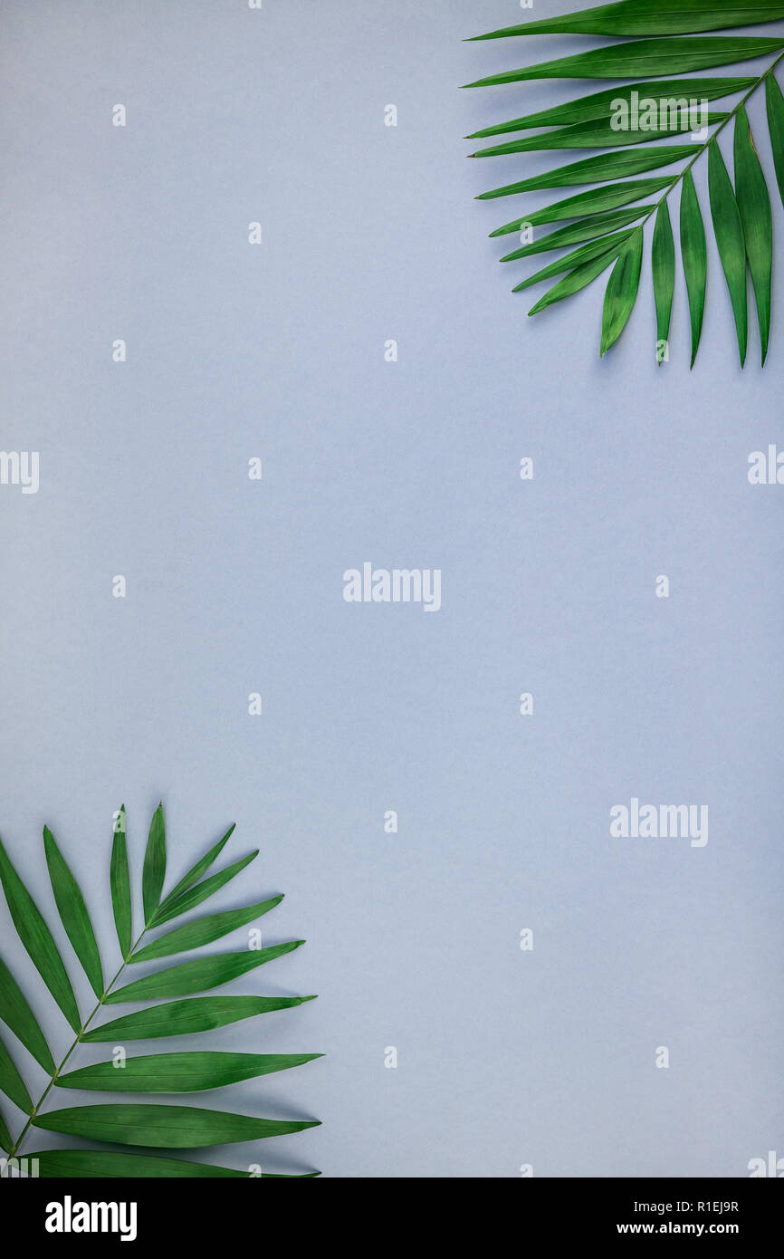 Creative flat lay top view of green tropical palm leaves on blue grey ...