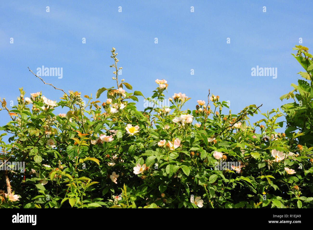 Dog roses, Rosa canina, blooming in an English hedgerow. Stock Photo