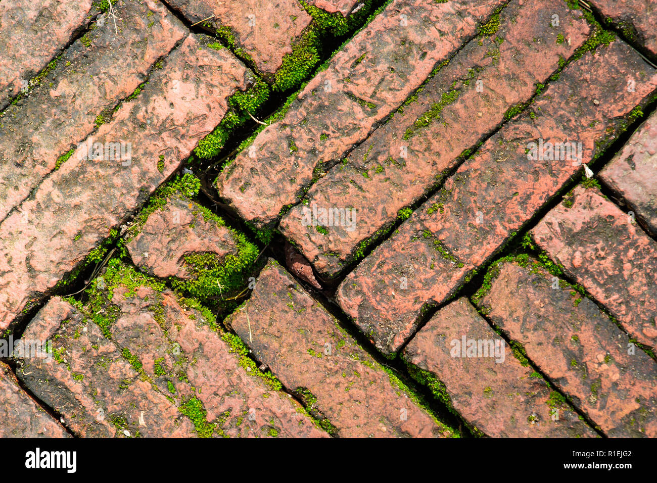 Bright green moss growing on brick surface old red block paving above a