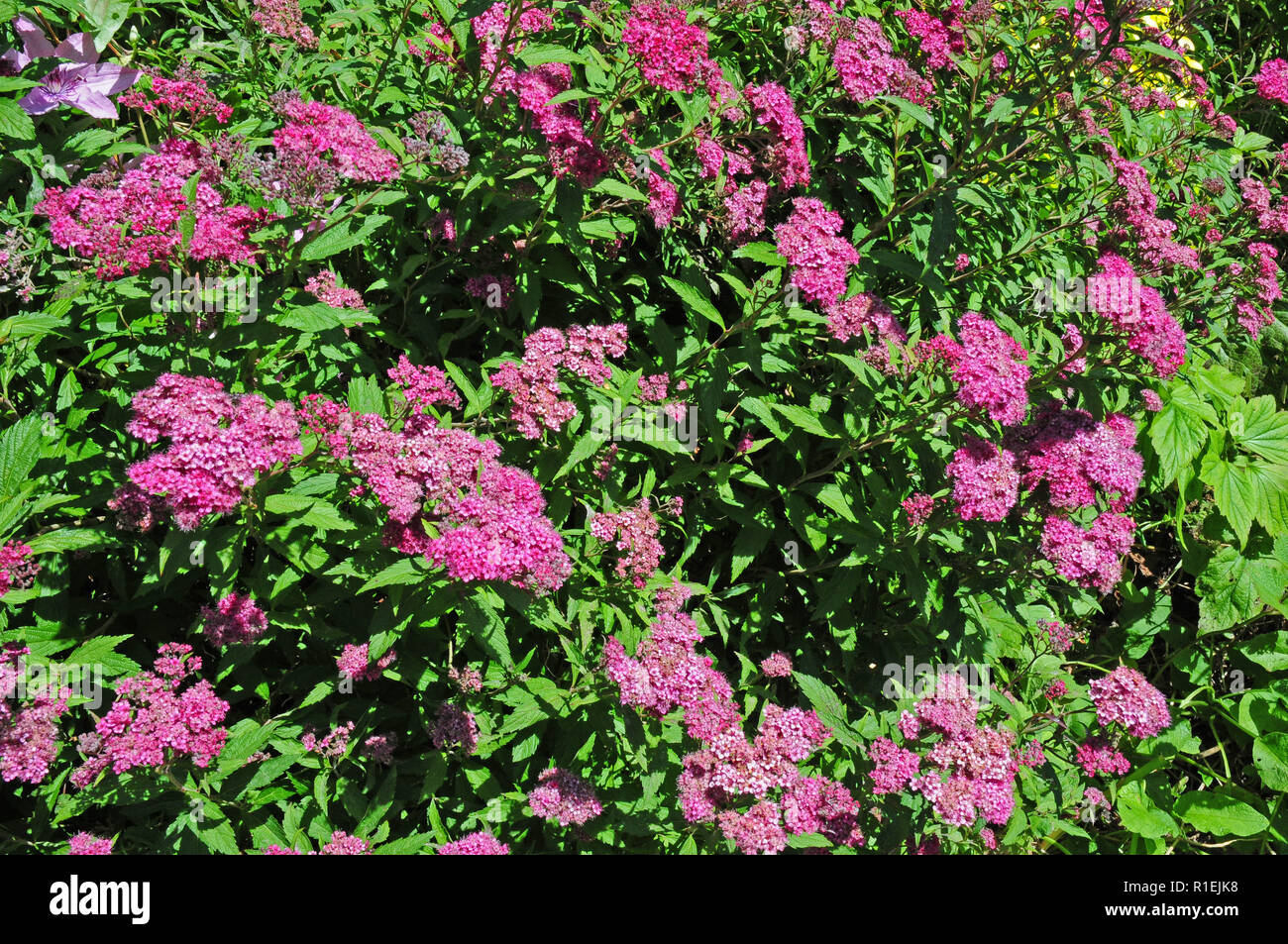 Deciduous shrub, Spirea Anthony Waterer in bloom. Stock Photo