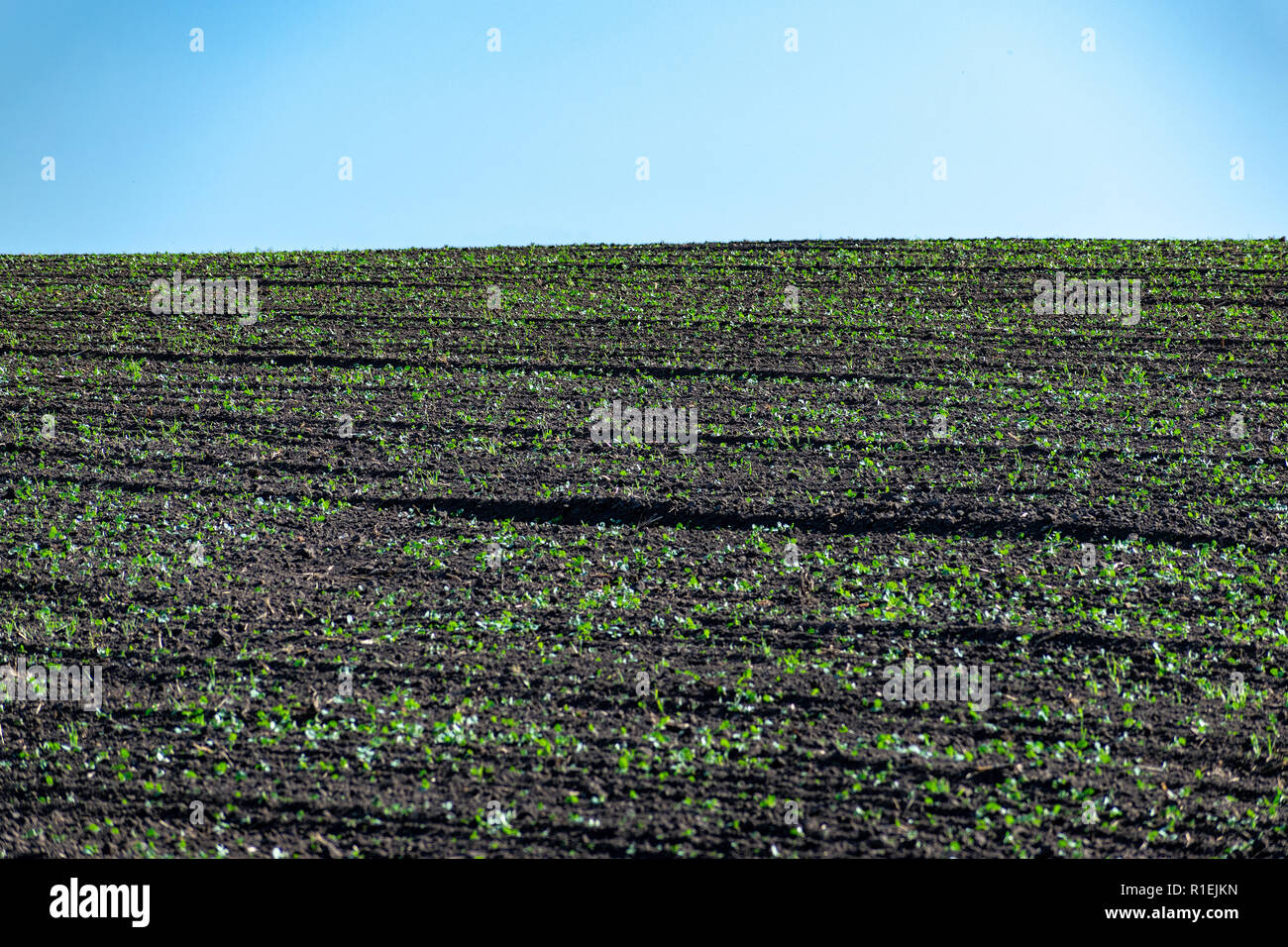 Sprouts in rows on the field in summer Stock Photo