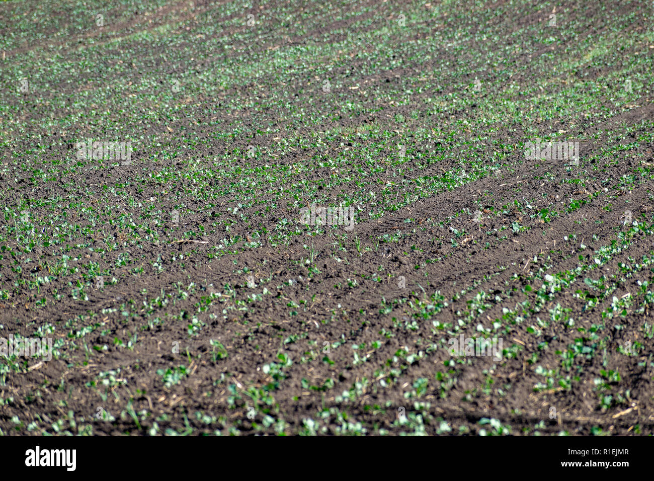 Sprouts in rows on the field in summer Stock Photo