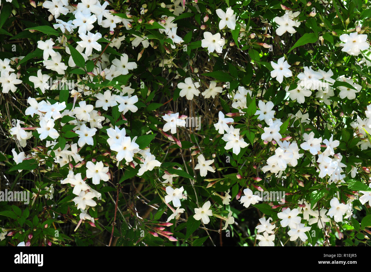 Flowers of Jasminum officinale. Stock Photo
