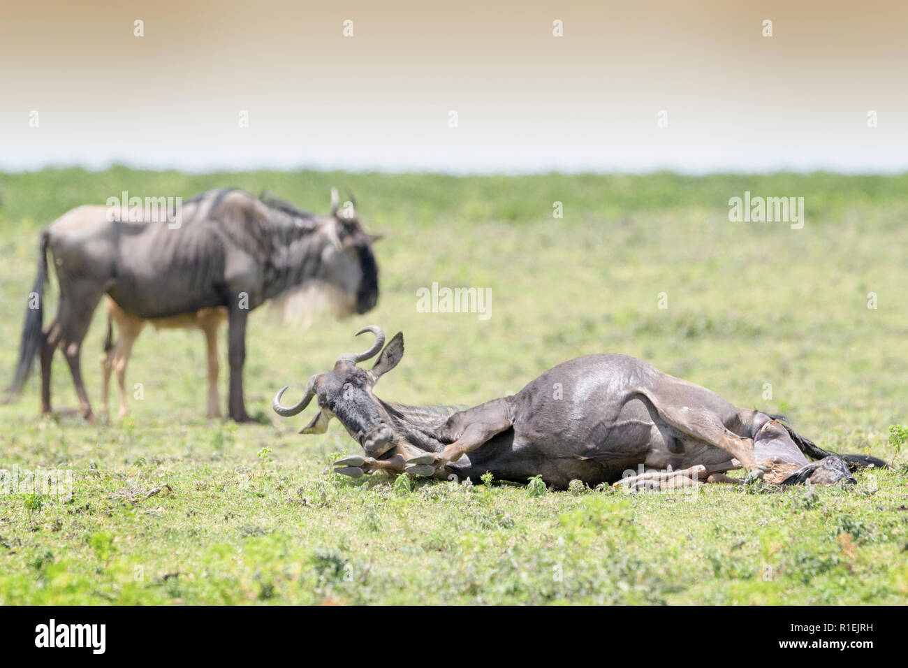 Blue Wildebeest (Connochaetes taurinus) lying down giving birth to a calf, Ngorongoro conservation area, Tanzania. Stock Photo