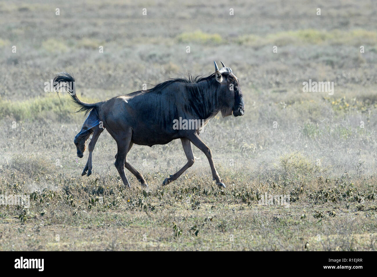 Blue Wildebeest (Connochaetes taurinus) mother giving birth to new born baby while running on savanna, Ngorongoro conservation area, Tanzania. Stock Photo
