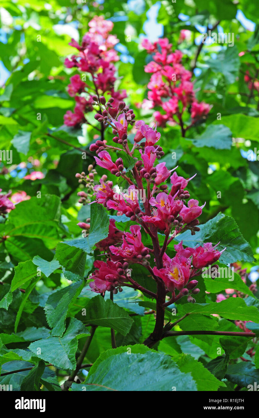 Close up of Flower of Red Horsechestnut Aesculus x Carnea. Stock Photo