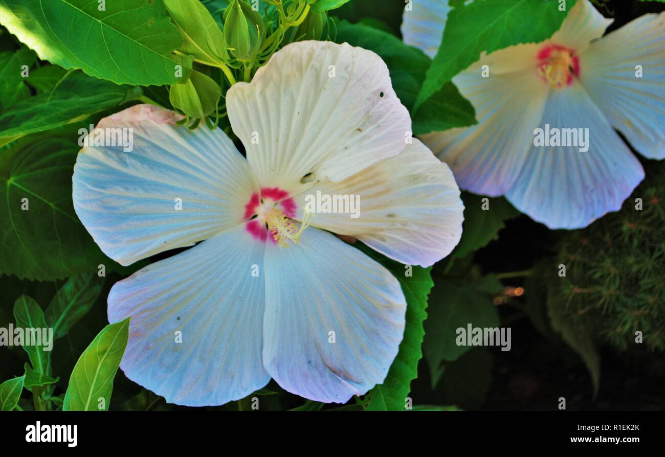 White Hibiscus flower with five large petals Stock Photo - Alamy