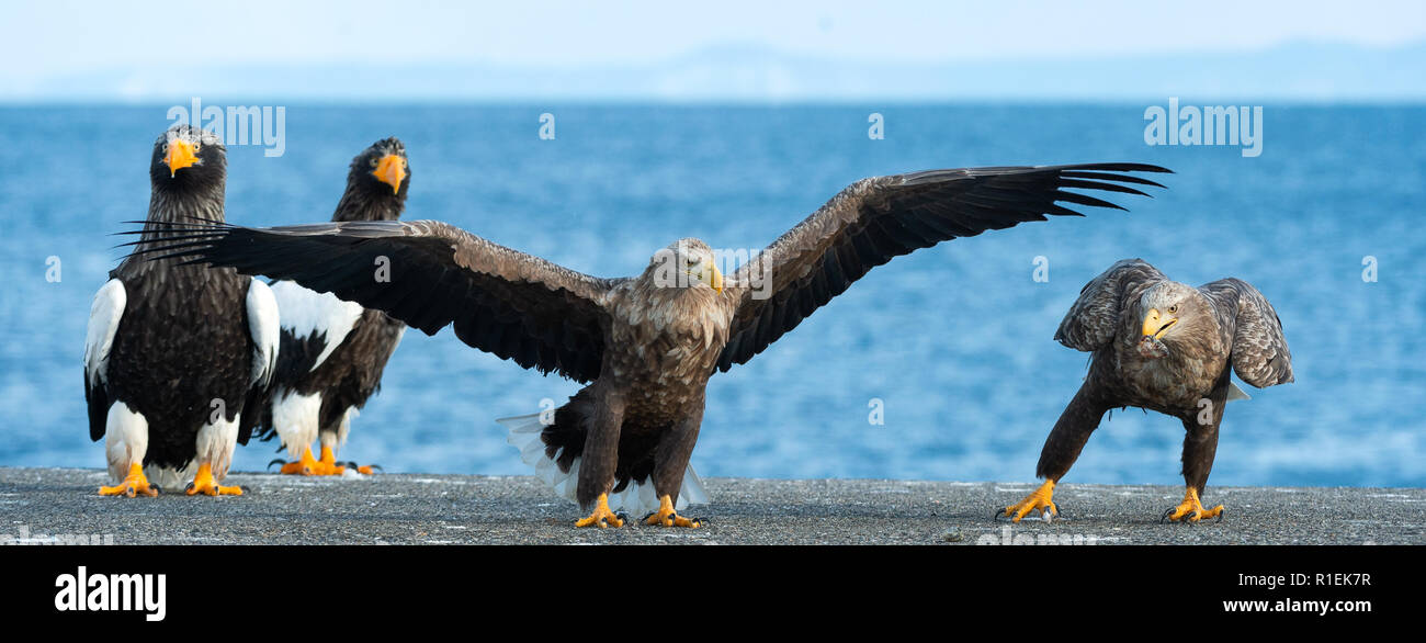 Adult White-tailed eagle is landing. Scientific name: Haliaeetus albicilla, also known as the ern, erne, gray eagle, Eurasian sea eagle and white-tail Stock Photo