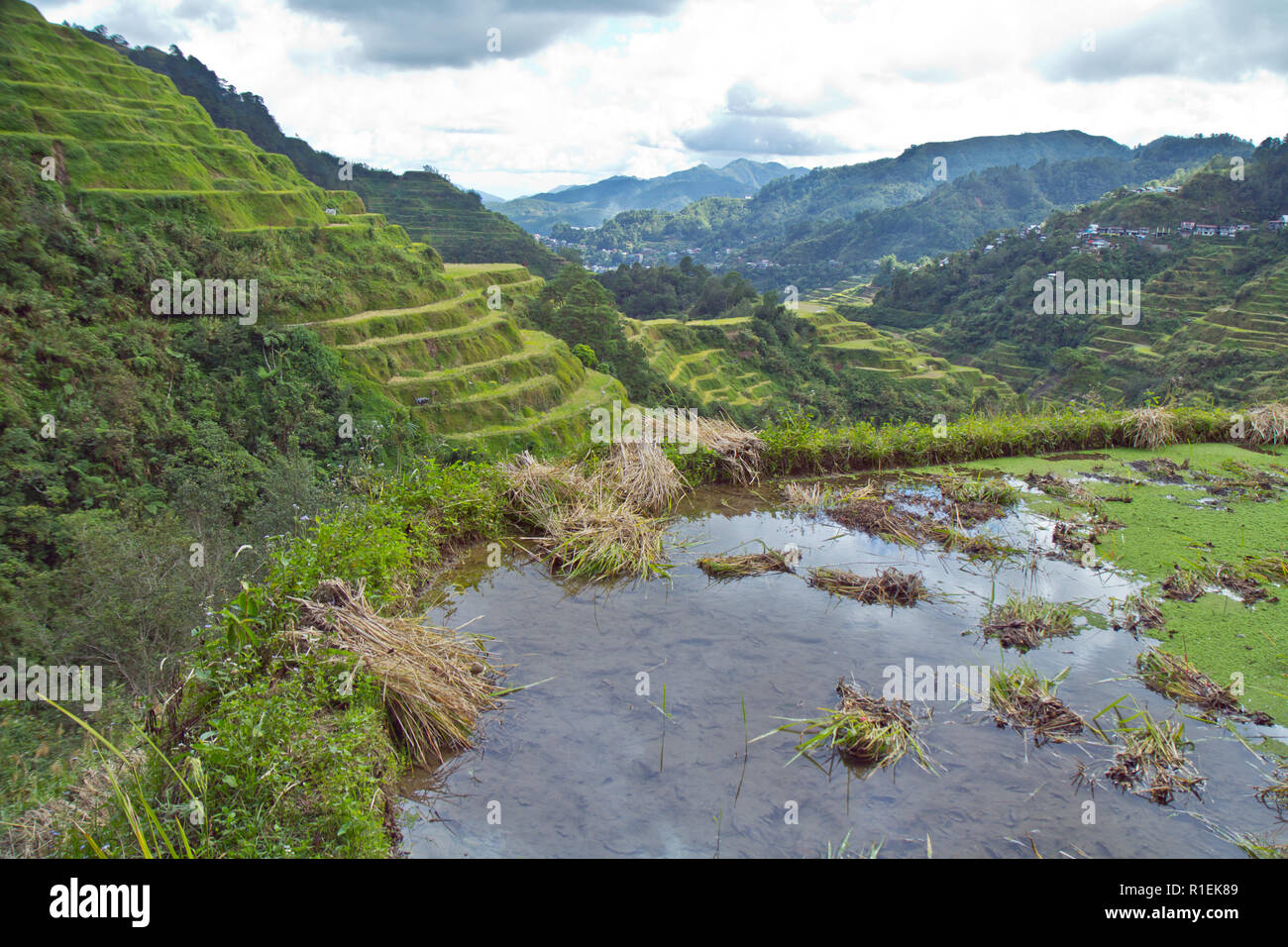 The Banaue Rice Terraces are carved into the mountains of Ifugao in the Philippines by the ancestors of the indigenous people. Stock Photo
