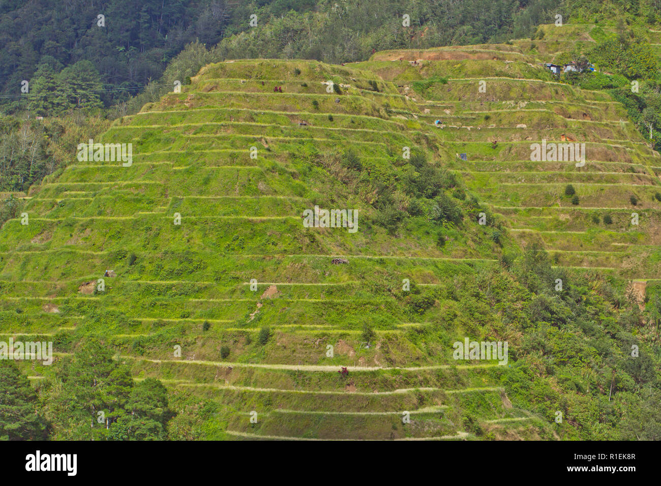 The Banaue Rice Terraces are carved into the mountains of Ifugao in the ...