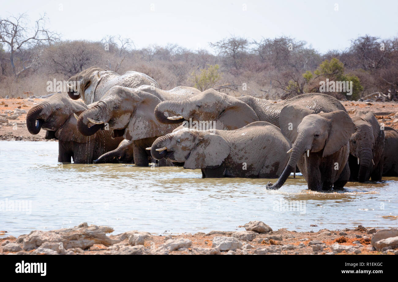 Namibia wildlife - a herd of african elephants ( Loxodonta Africana ) at a waterhole, Etosha national park, Namibia Africa Stock Photo