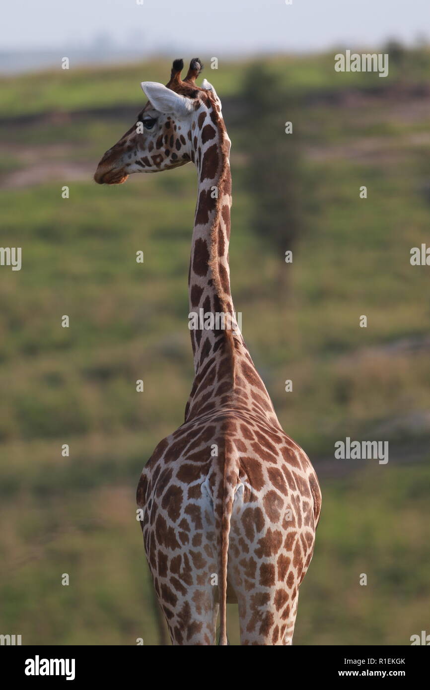 Giraffe Rothchild's rear view head turned Murchison Falls National Park Uganda Stock Photo