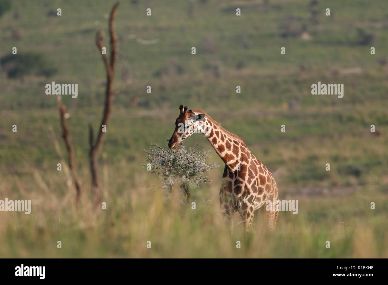 Giraffe Rothchild's eating Murchison Falls National Park Uganda Stock Photo