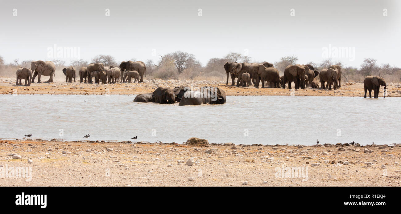 Africa travel - African elephant panorama; a herd of African Elephants (Loxodonta Africana) enjoying a waterhole, Etosha national park, Namibia Africa Stock Photo