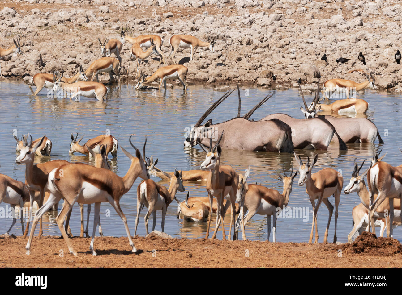 Namibia wildlife - herbivores around waterhole,including springbok, ,and oryx, Okaukuejo camp, Etosha national park, Namibia Africa Stock Photo