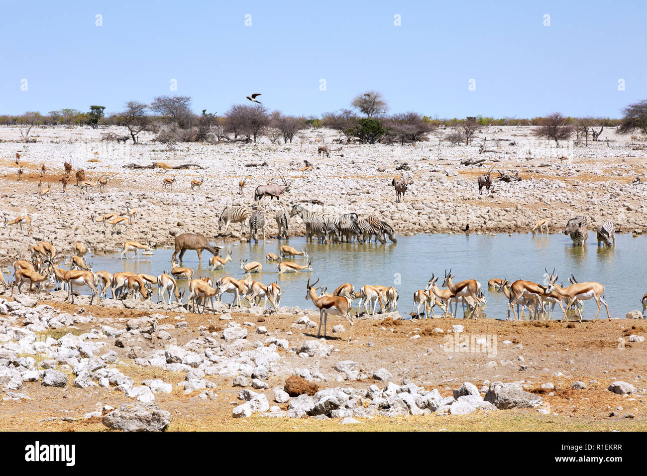 Namibia wildlife - herbivores around waterhole,including springbok, Impala, zebra, oryx and kudu Okaukuejo camp, Etosha national park, Namibia Africa Stock Photo