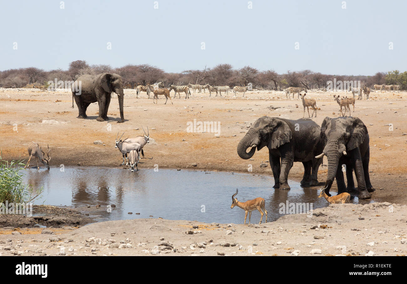 Africa waterhole animals hi-res stock photography and images - Alamy