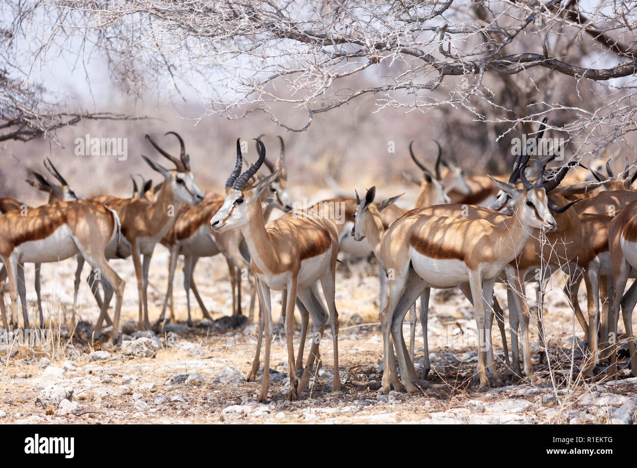 Namibia wildlife - springbok antelopes ( Antidorcas marsupialis ) sheltering from the midday heat, Etosha national park, Namibia Africa Stock Photo