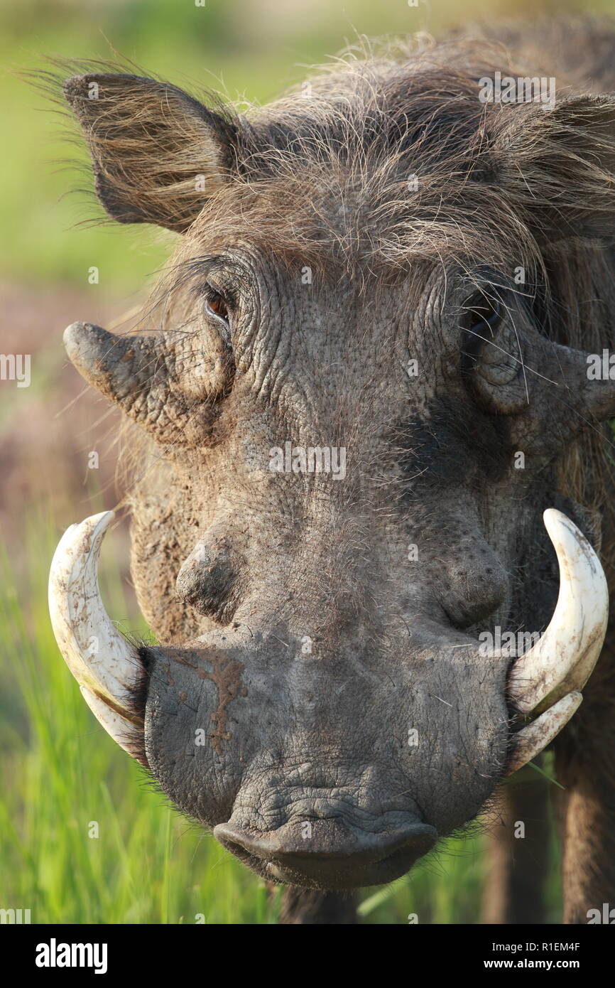 Warthog Pumbaa (Phacochoerus africanus) portrait close up head looking at camera Murchison Falls National Park, Uganda Stock Photo