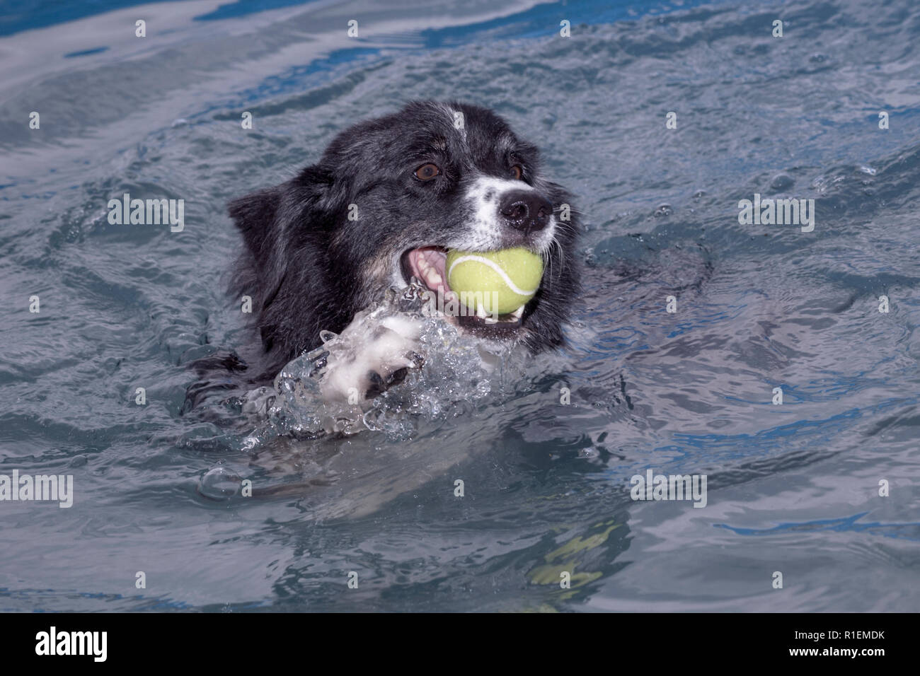 a happy australian shepherd dog swimming in a pool with a yellow tennis ball Stock Photo