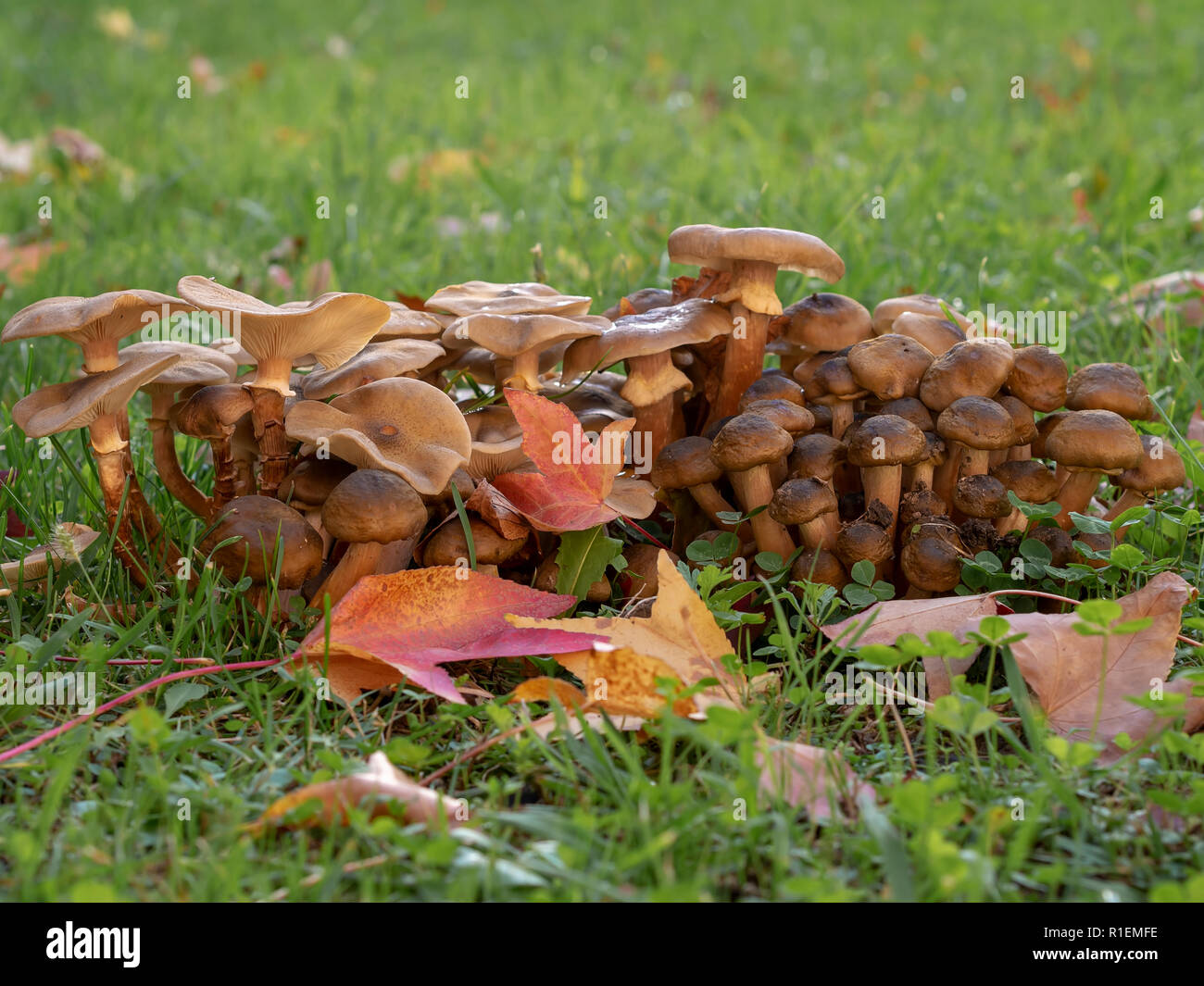 Armillaria mellea. Close up of wild Honey fungus mushrooms with autumn leaves and grass. Side view. Stock Photo