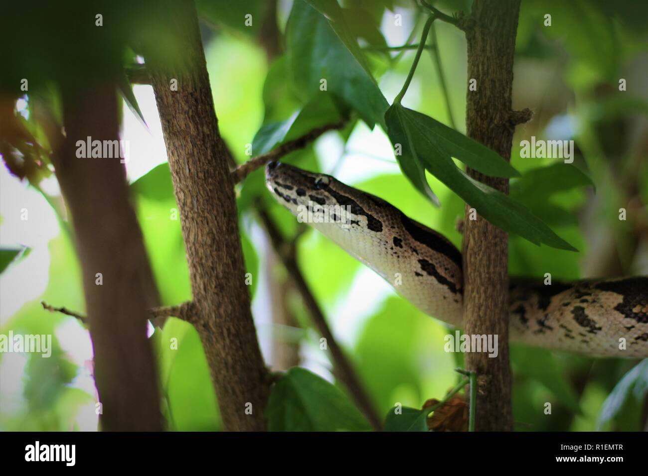 Dumerils Boa in a tree Stock Photo