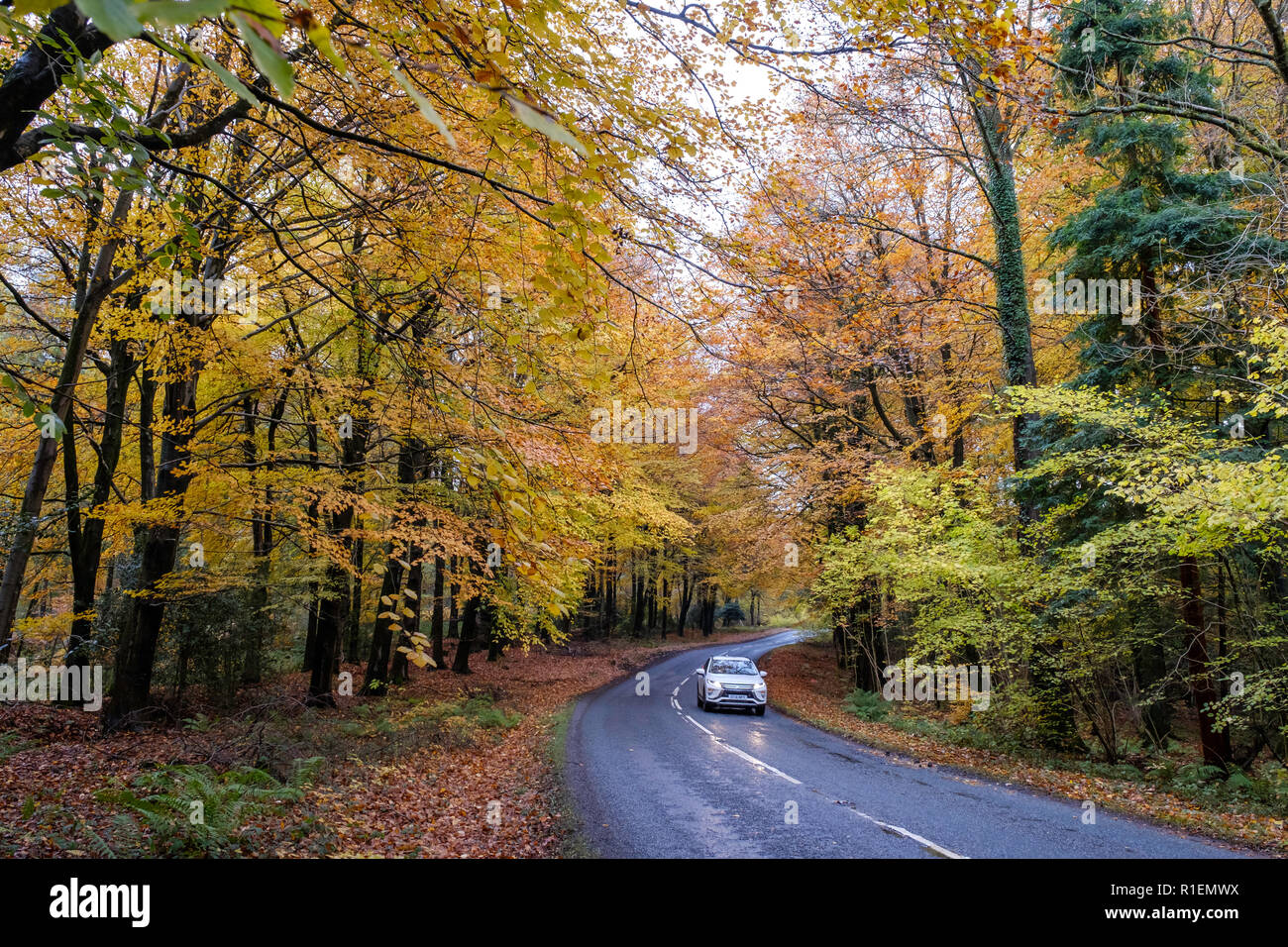 ROAD LINED BY AUTUMN TREES IN FOREST OF DEAN GLOUCESTERSHIRE WITH CARS  ON ROAD. Stock Photo