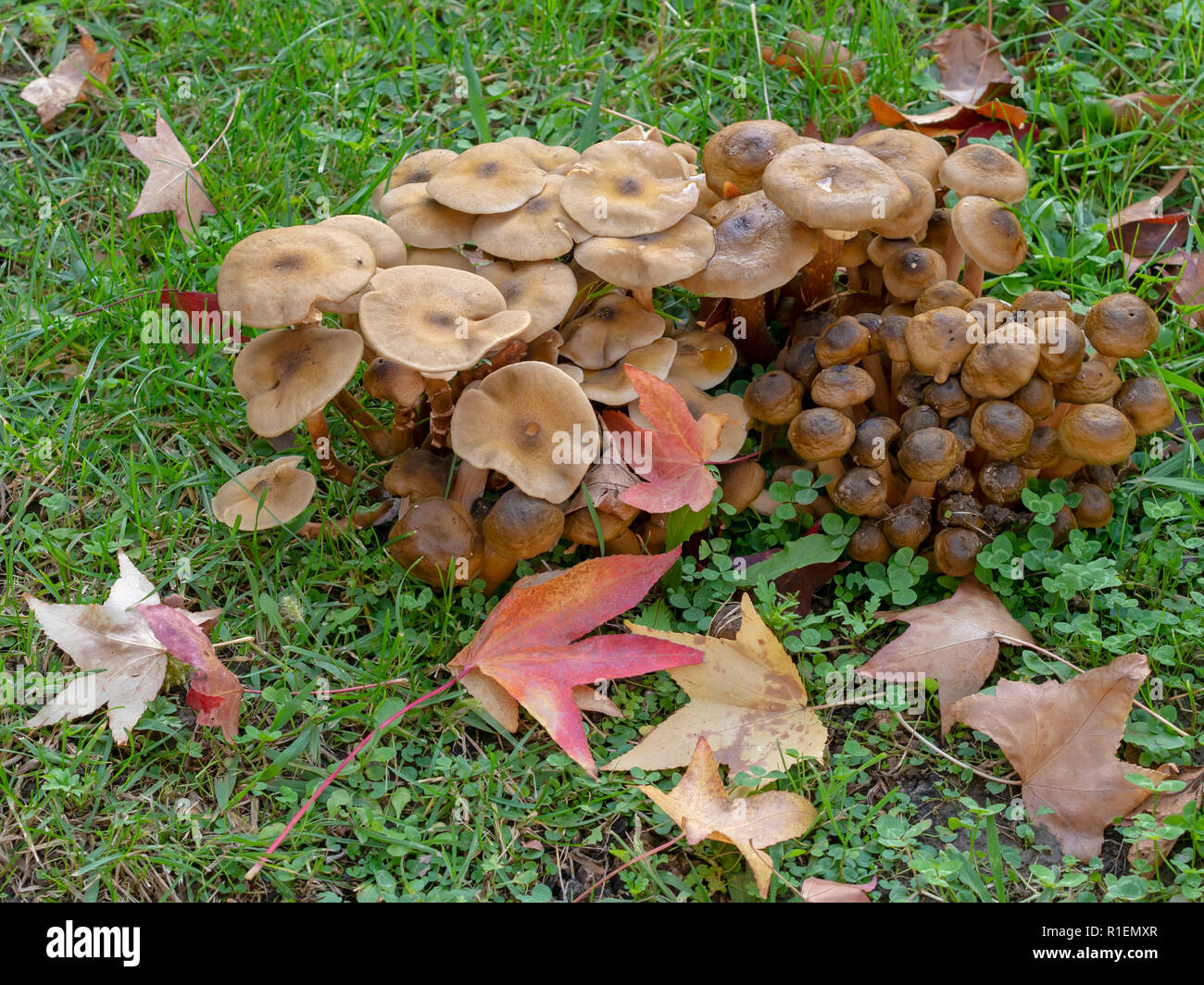 Armillaria mellea. Close up of wild Honey fungus mushrooms with autumn leaves in grass. Bioluminscent edible mushroom. Stock Photo