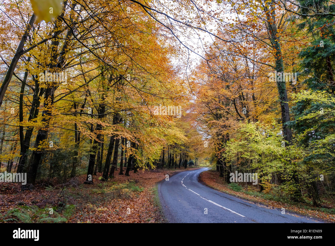ROAD LINED BY AUTUMN TREES IN FOREST OF DEAN GLOUCESTERSHIRE WITH CARS  ON ROAD. Stock Photo