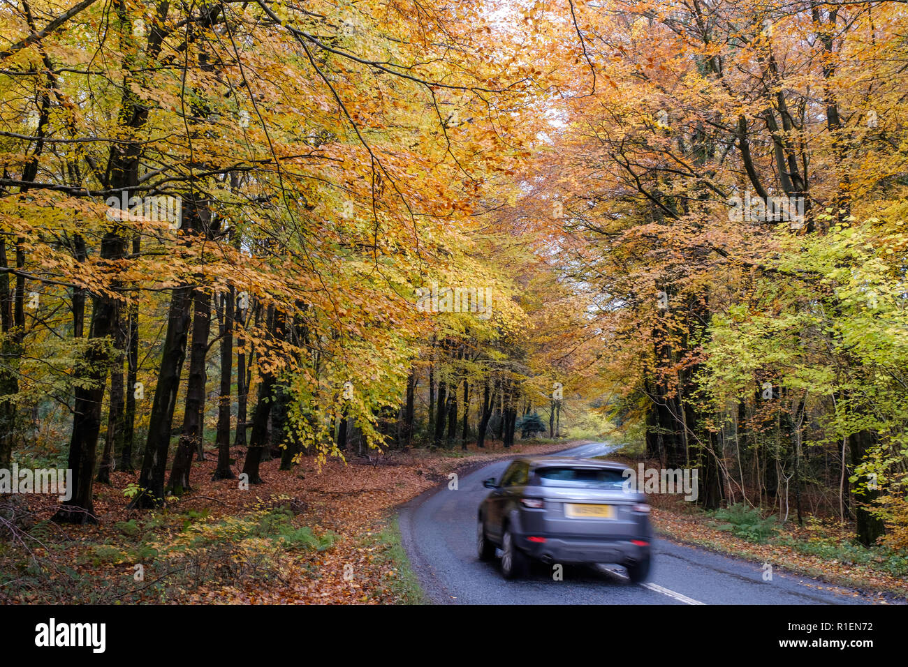 ROAD LINED BY AUTUMN TREES IN FOREST OF DEAN GLOUCESTERSHIRE WITH CARS  ON ROAD. Stock Photo